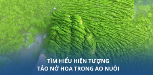 Tìm hiểu hiện tượng tảo nở hoa trong ao nuôi